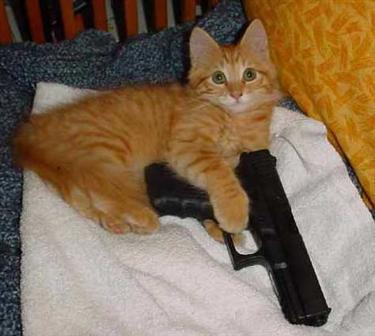 cat_holds_gun_375.jpg